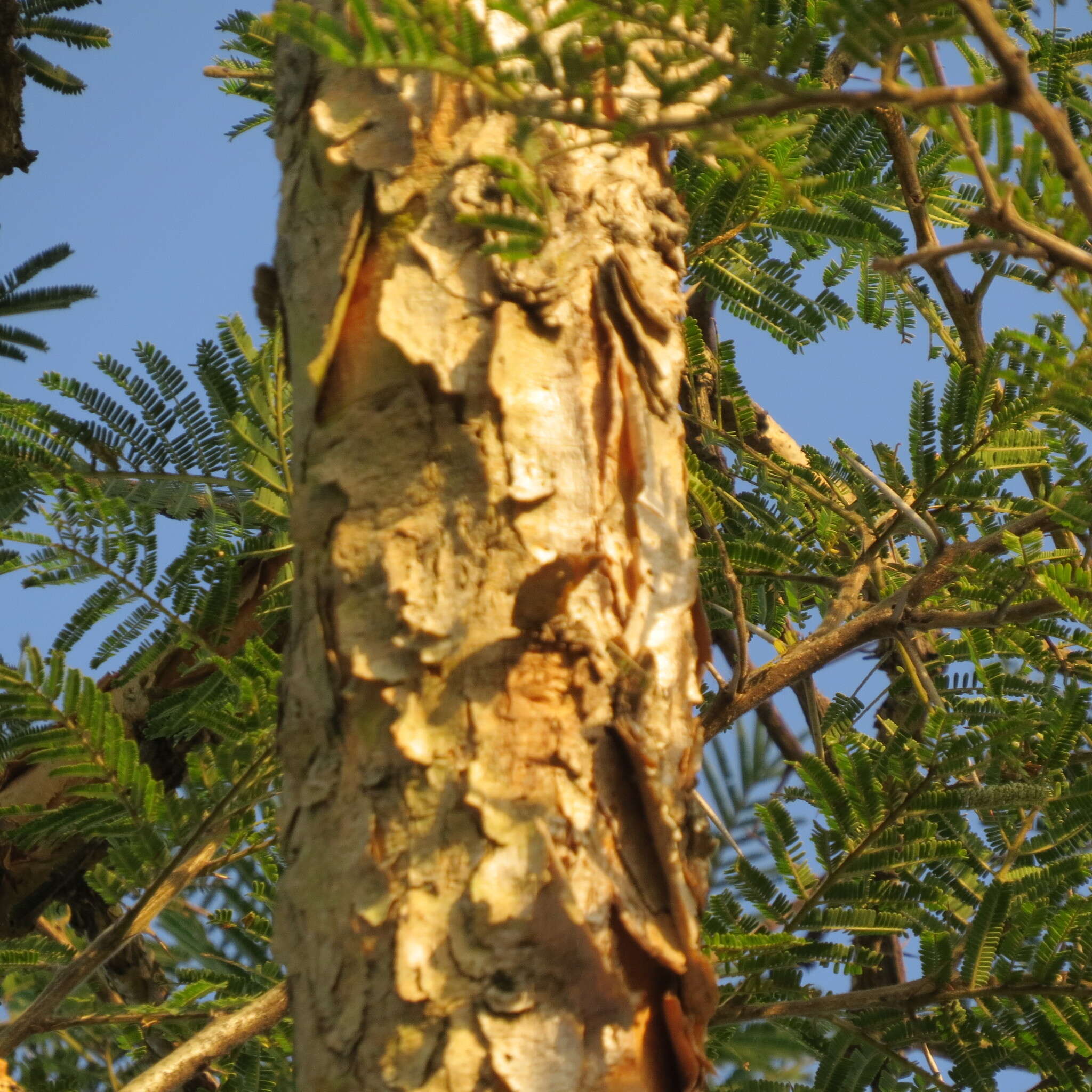 Image of Vachellia sieberiana (DC.) Kyal. & Boatwr.