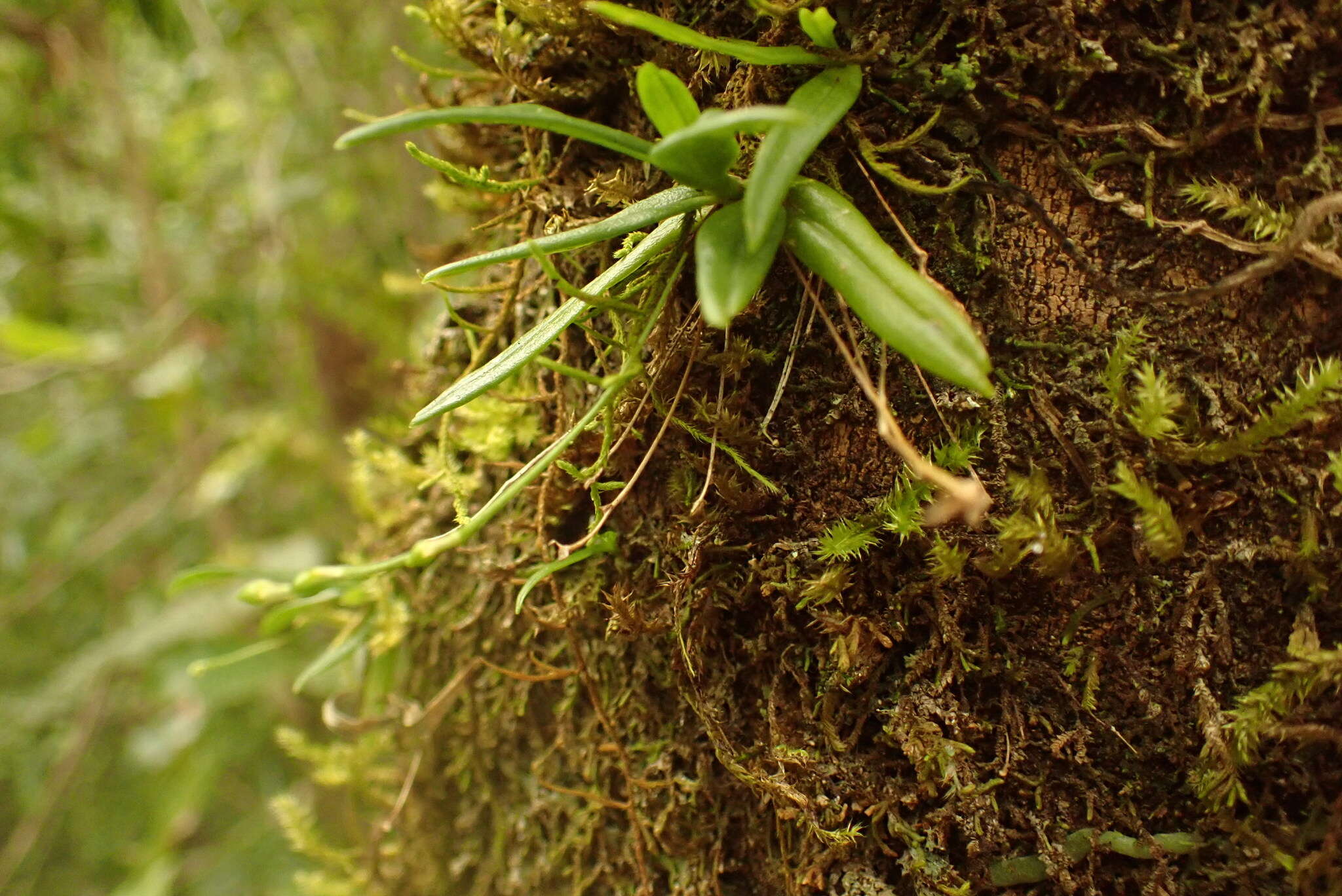 Imagem de Angraecum sacciferum Lindl.