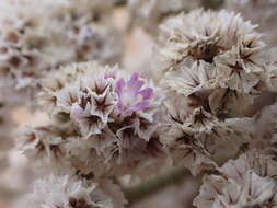 Image of Limonium papillatum (Webb & Berth.) Kuntze