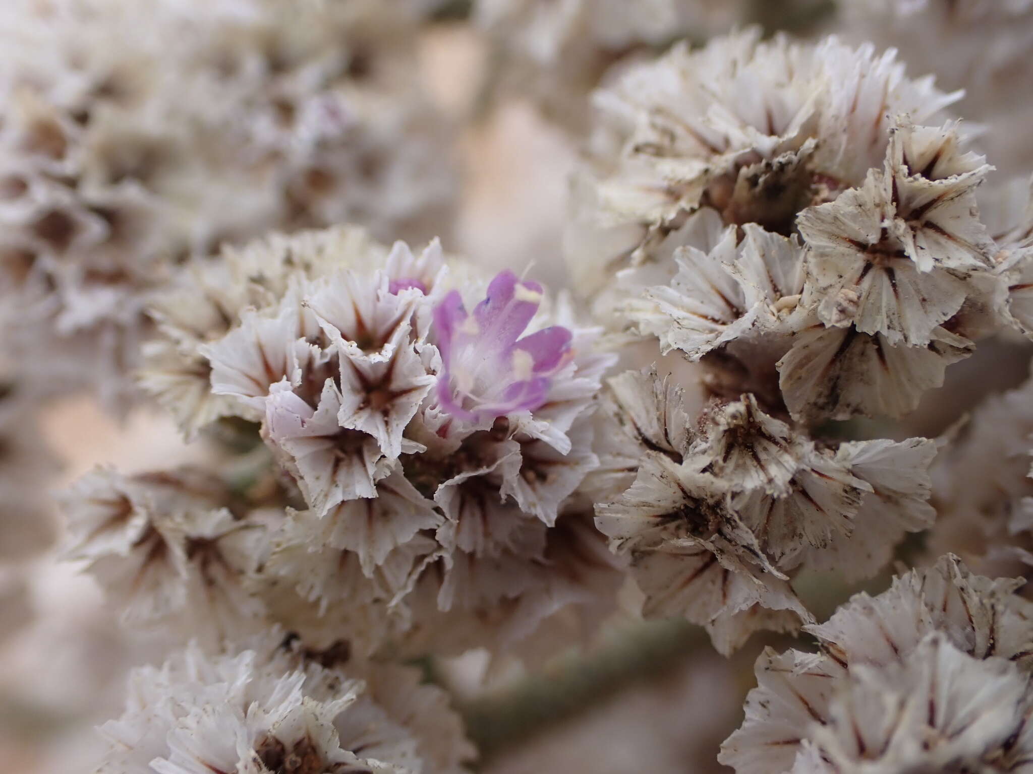 Image of Limonium papillatum (Webb & Berth.) Kuntze