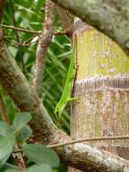 Image de Phelsuma grandis Gray 1870