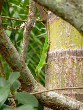 Plancia ëd Phelsuma grandis Gray 1870