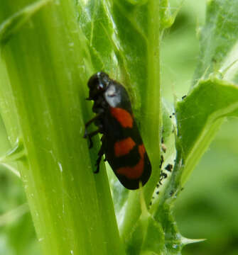 Image of Red-and-black Froghopper