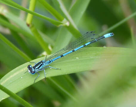 Image of Azure Bluet