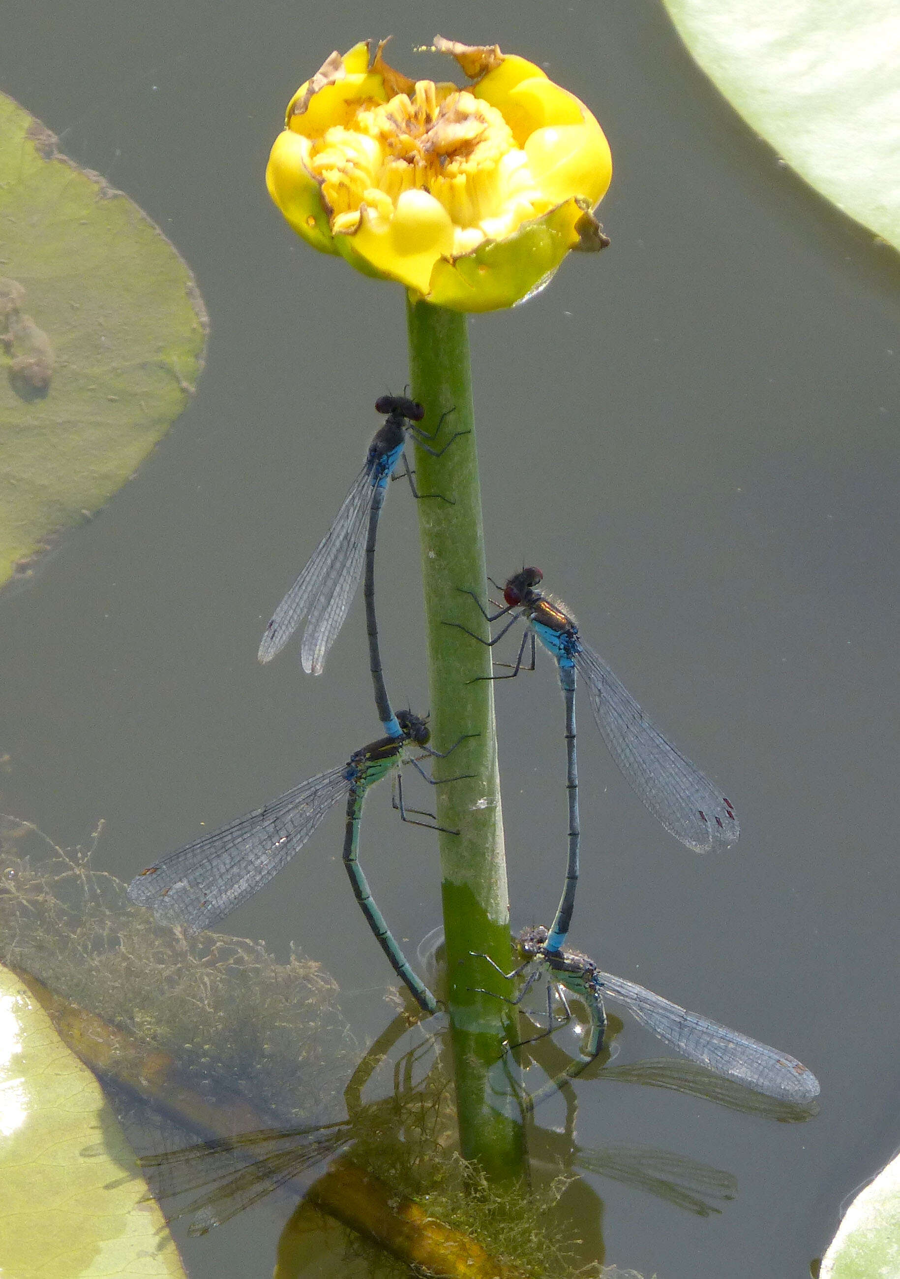 Image of red-eyed damselfly