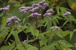 Plancia ëd Eupatorium glehnii F. Schmidt ex Trautv.