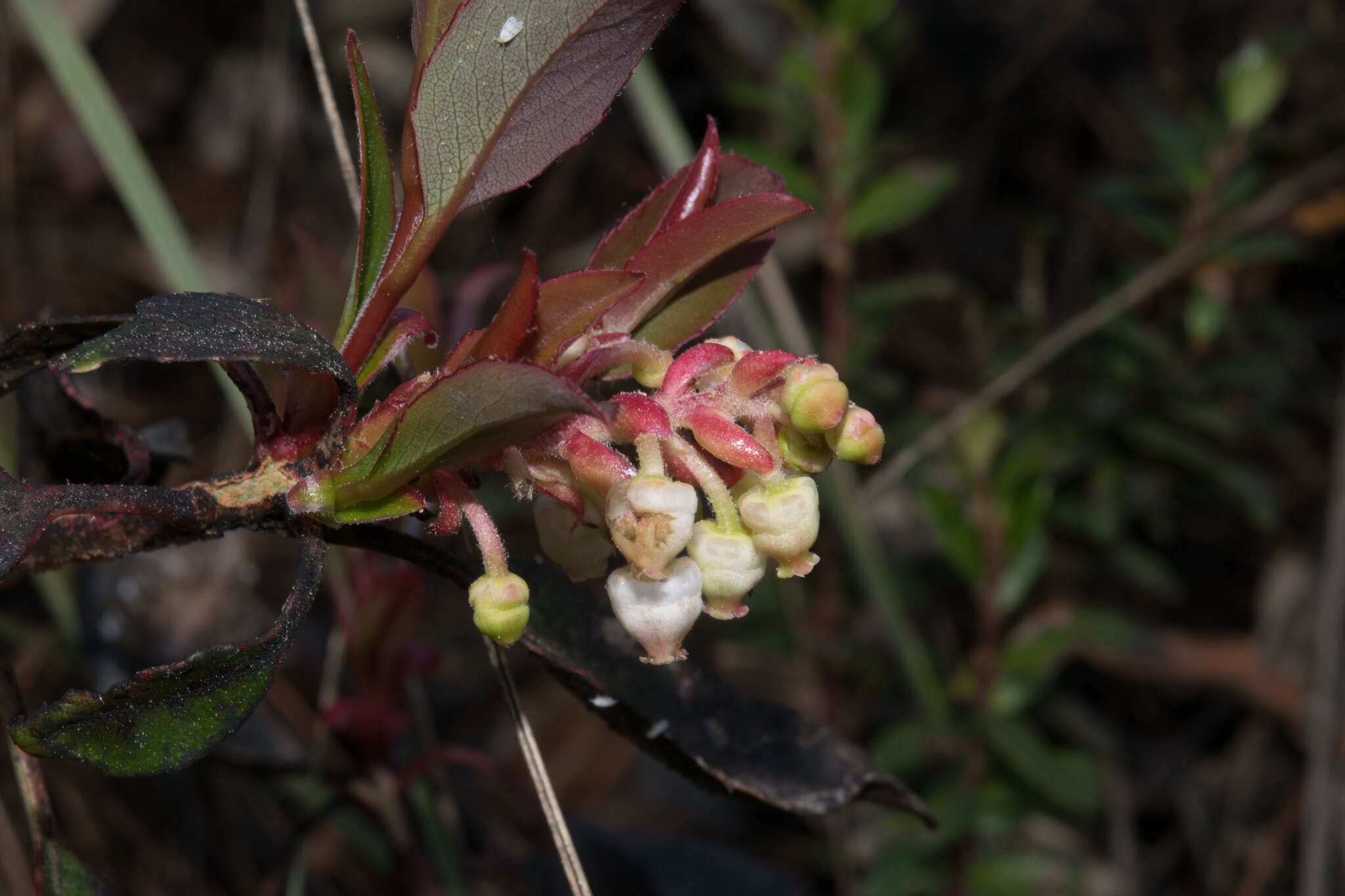 Image of Texas madrone