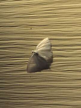 Image of White Spring Moth