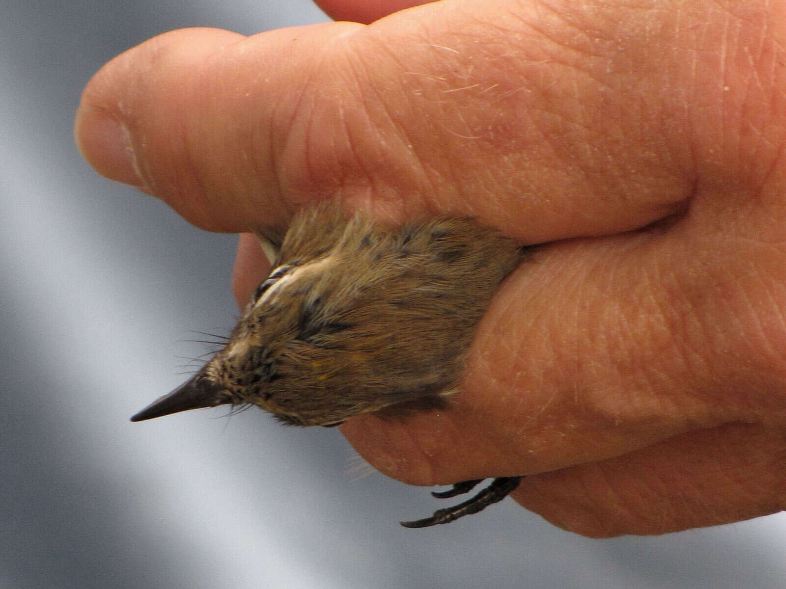 Image of Myrtle Warbler