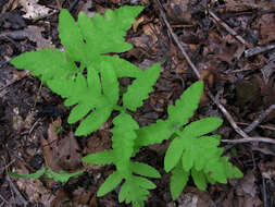 Image of sensitive fern