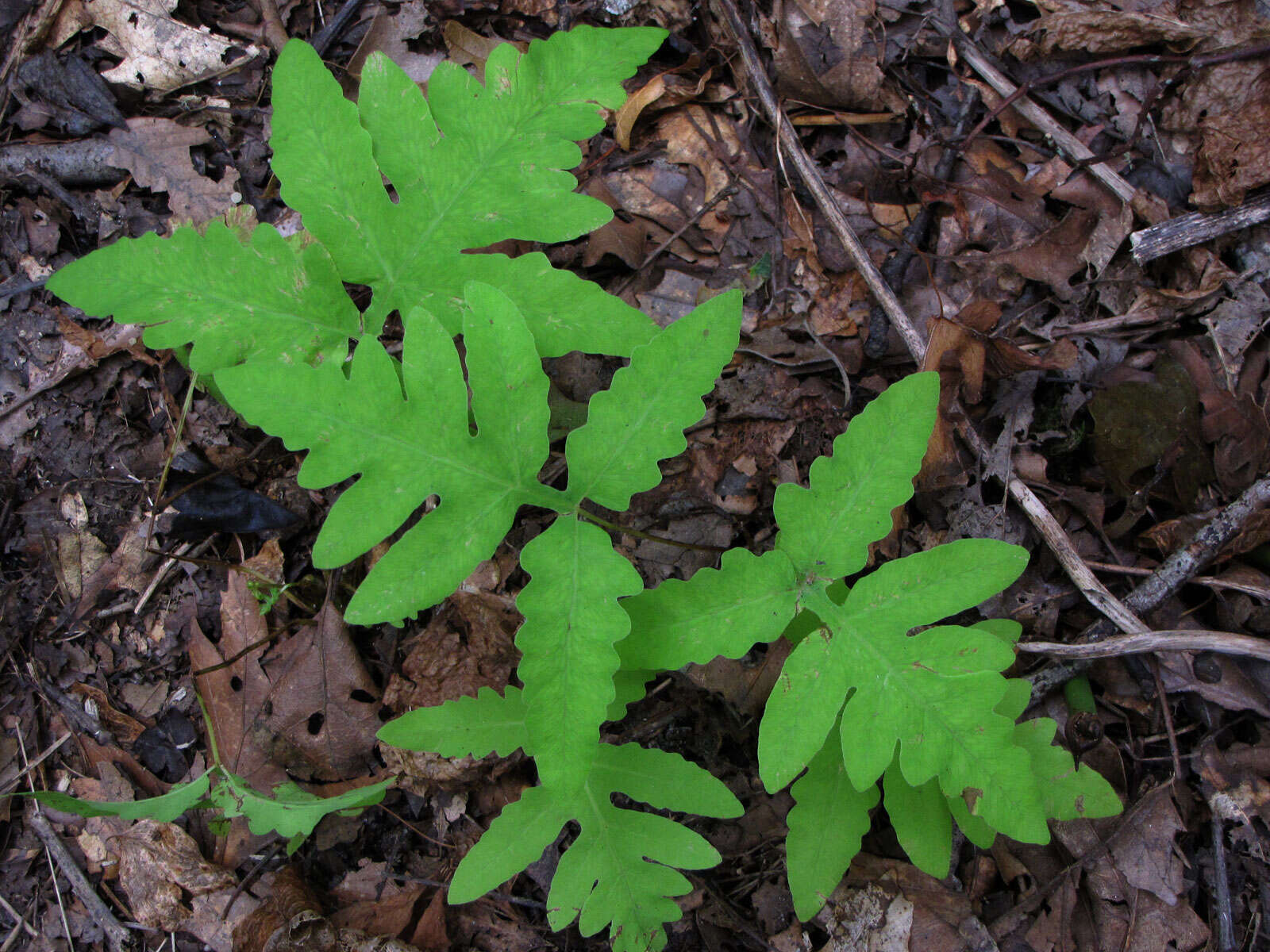 Image of sensitive fern