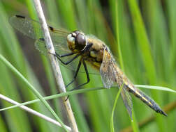 Image of Four-spotted Chaser