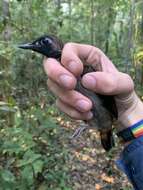 Image of Black-faced Antthrush