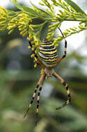 Image of Barbary Spider