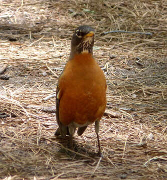 Image of American Robin