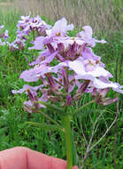 Imagem de Hesperis pycnotricha Borbás