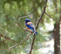 Image of Western Bluebird