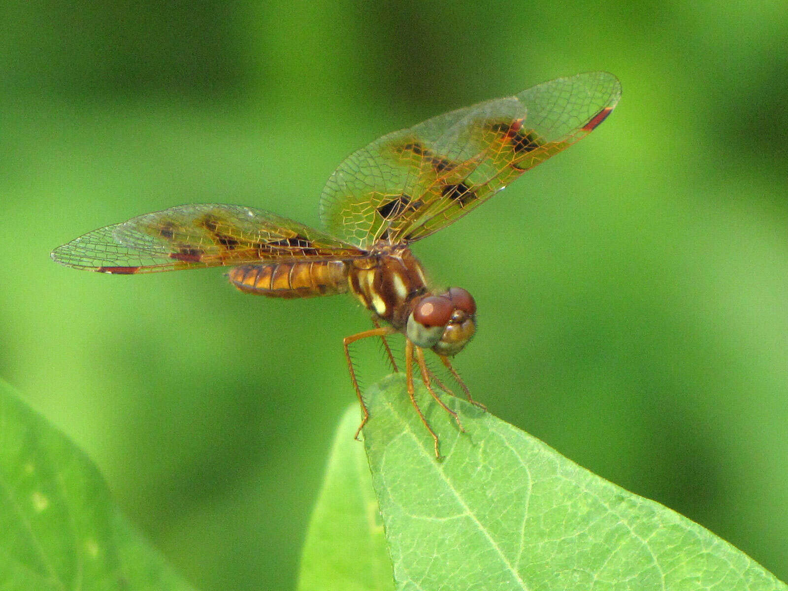 Image of Eastern Amberwing