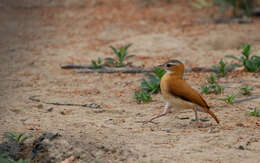 Image of Pale-legged Hornero