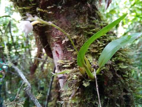 Imagem de Polystachya cultriformis (Thouars) Lindl. ex Spreng.