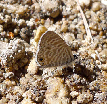 Image of Marine Blue