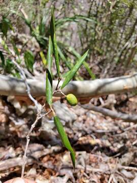 Image of Coffea heimii J.-F. Leroy