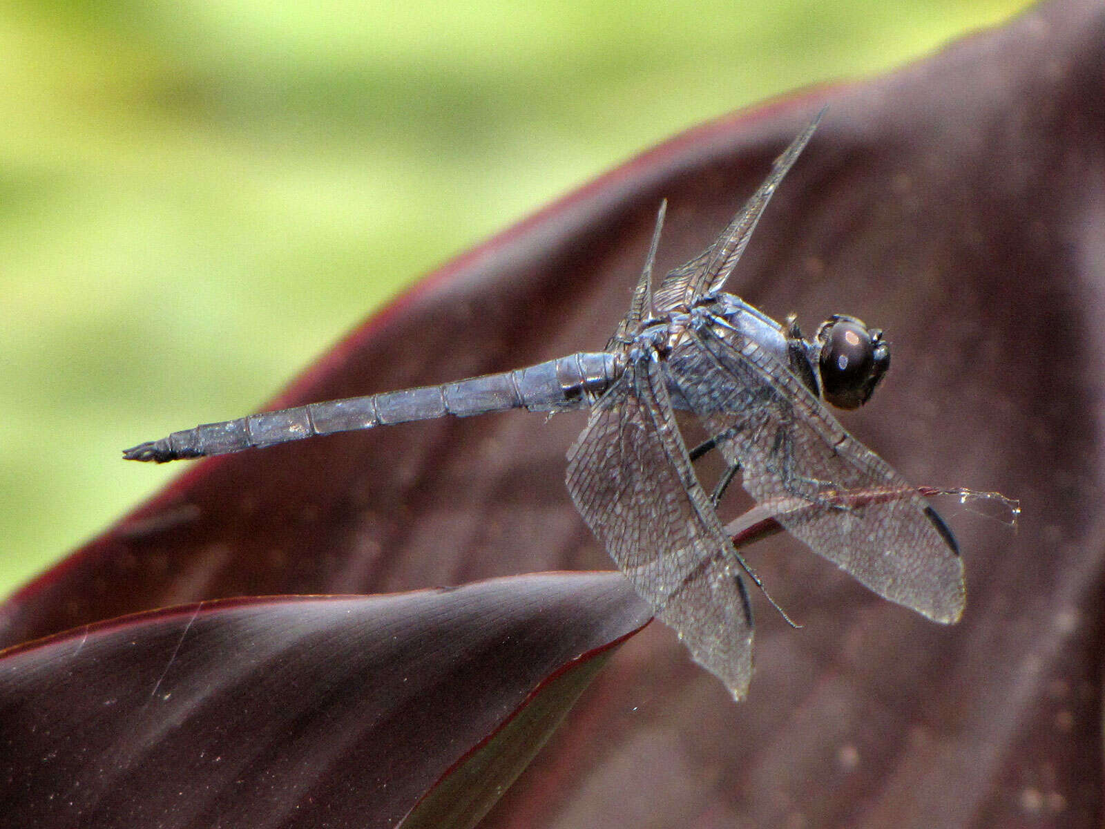 Libellula incesta Hagen 1861 resmi