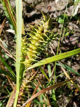 Image de Carex gigantea Rudge