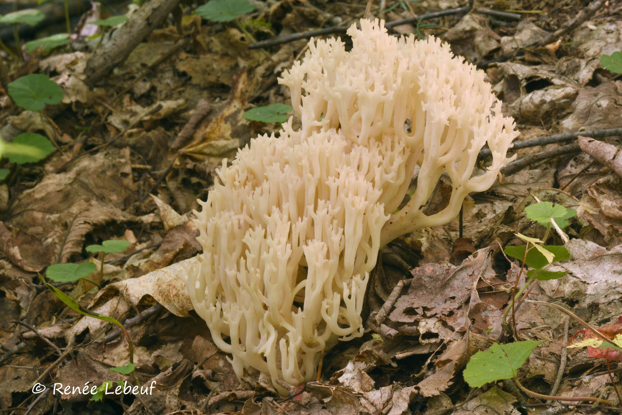 Image of Clavaria arborea G. F. Atk. 1908