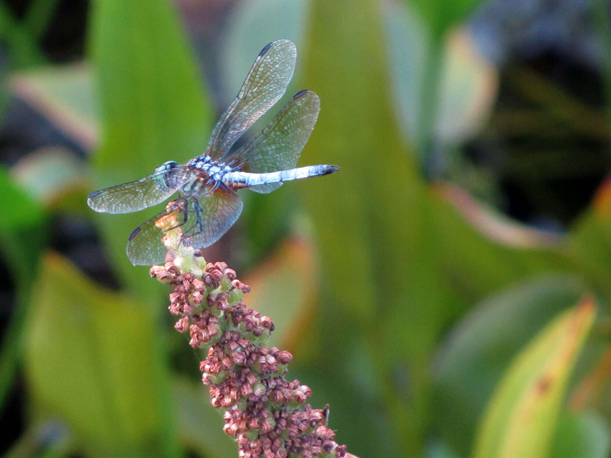 Image of Blue Dasher