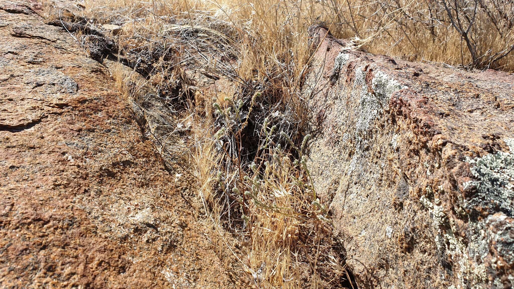 Слика од Cryptantha flaccida (Dougl.) Greene