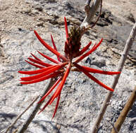 Слика од Erythrina herbacea L.