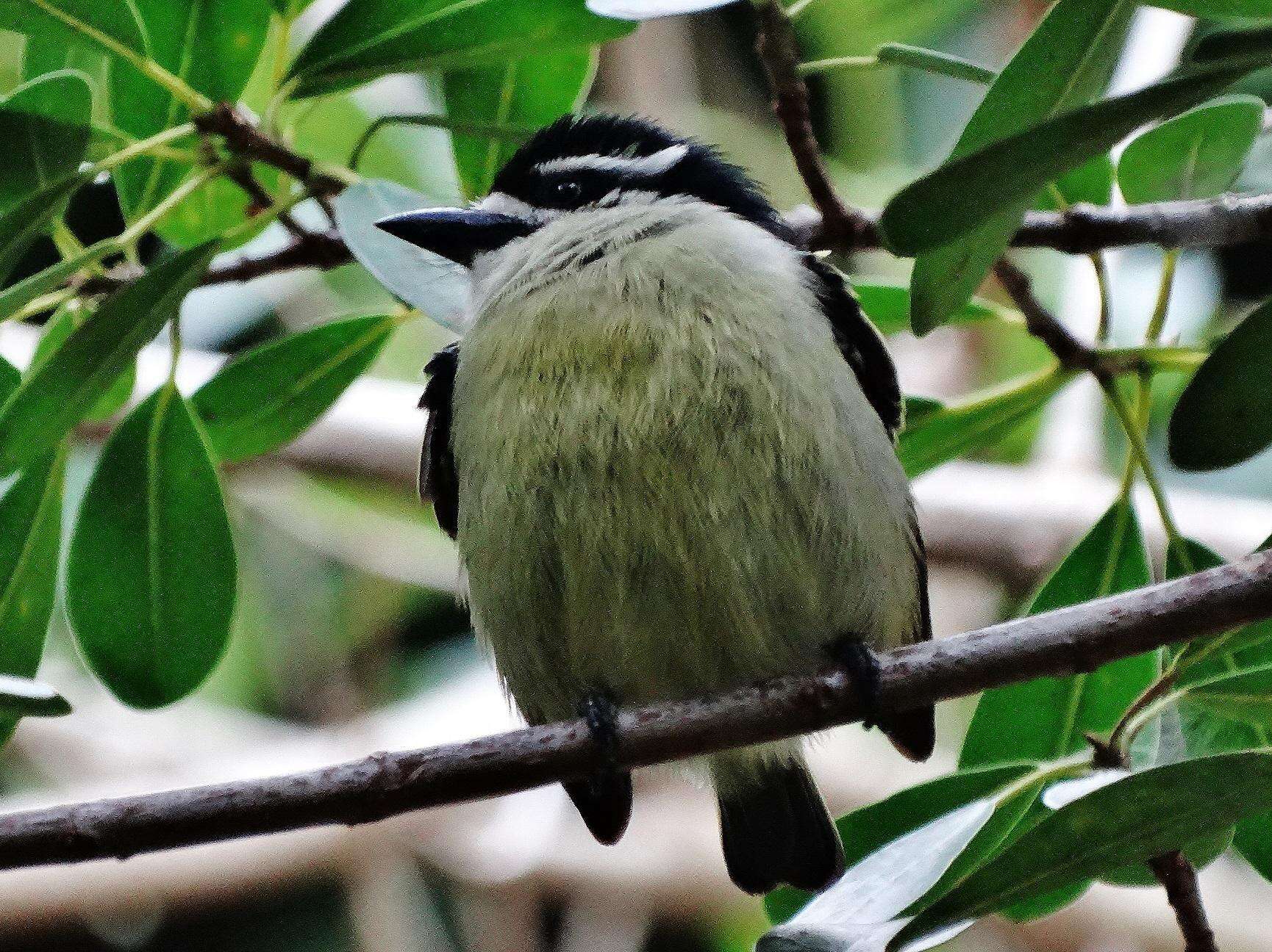 Image of Pogoniulus bilineatus bilineatus (Sundevall 1850)