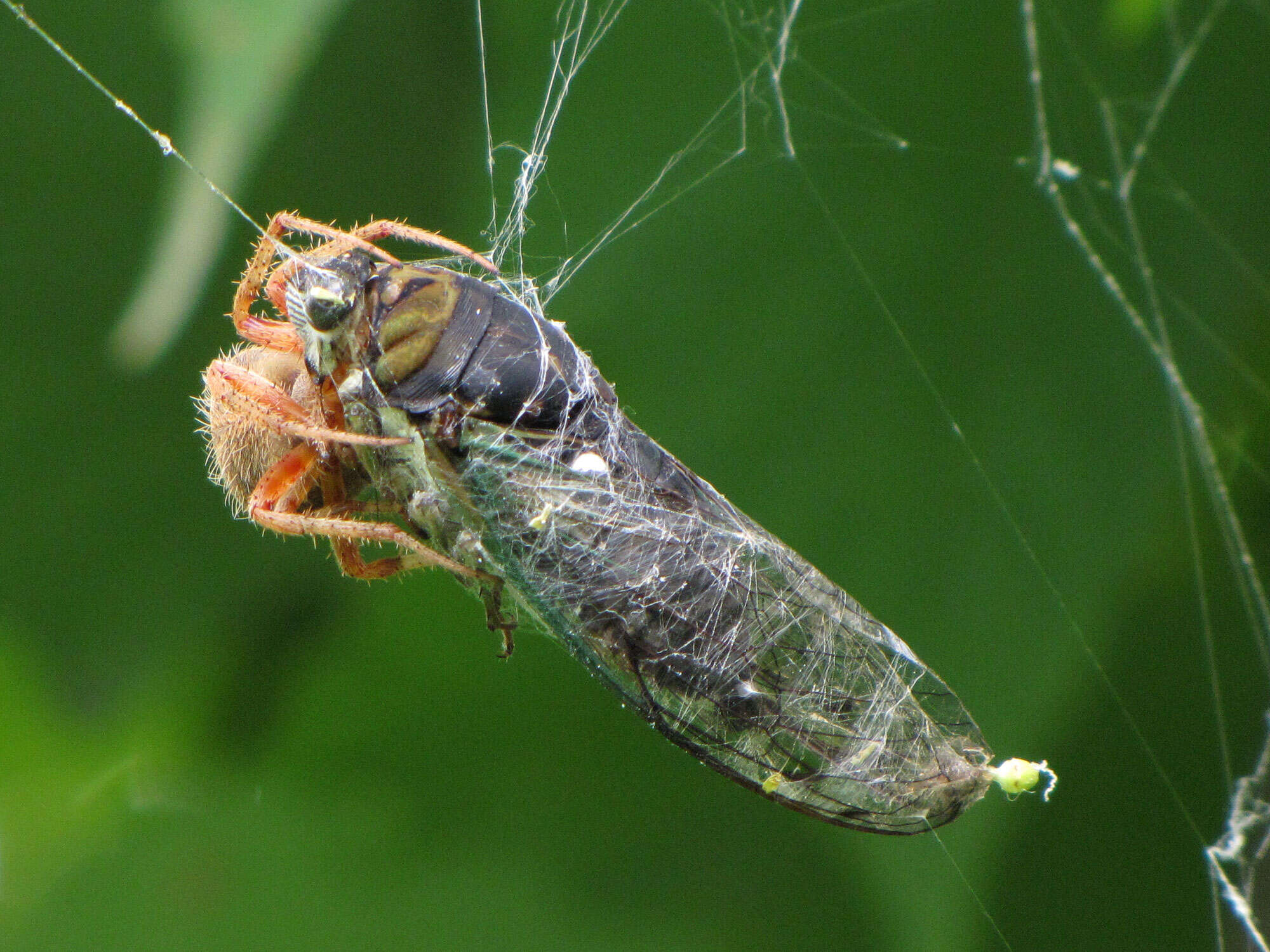 Image of Neoscona crucifera (Lucas 1838)