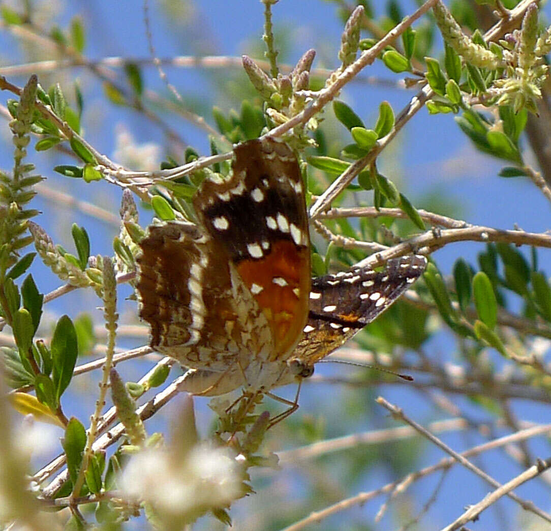 Image of Anthanassa texana