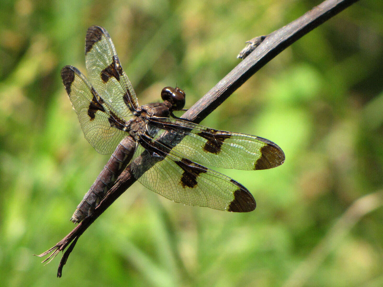 Imagem de Plathemis Hagen 1861