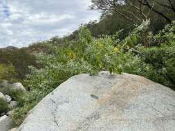 Image of Buddleja crotonoides A. Gray