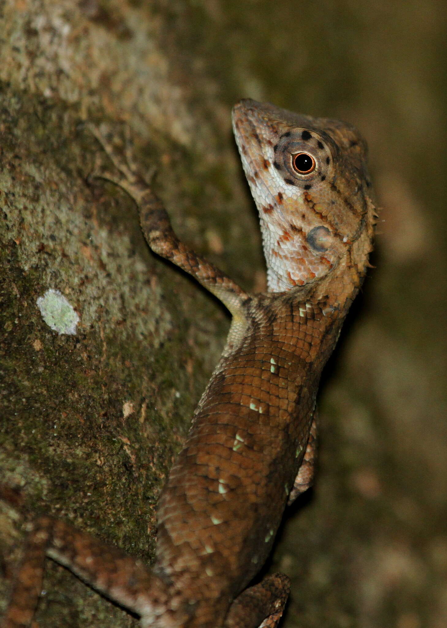 Plancia ëd Calotes liolepis Boulenger 1885