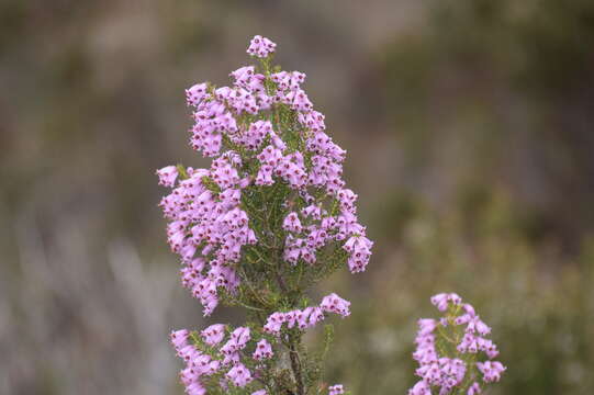 Image of Erica australis subsp. aragonensis