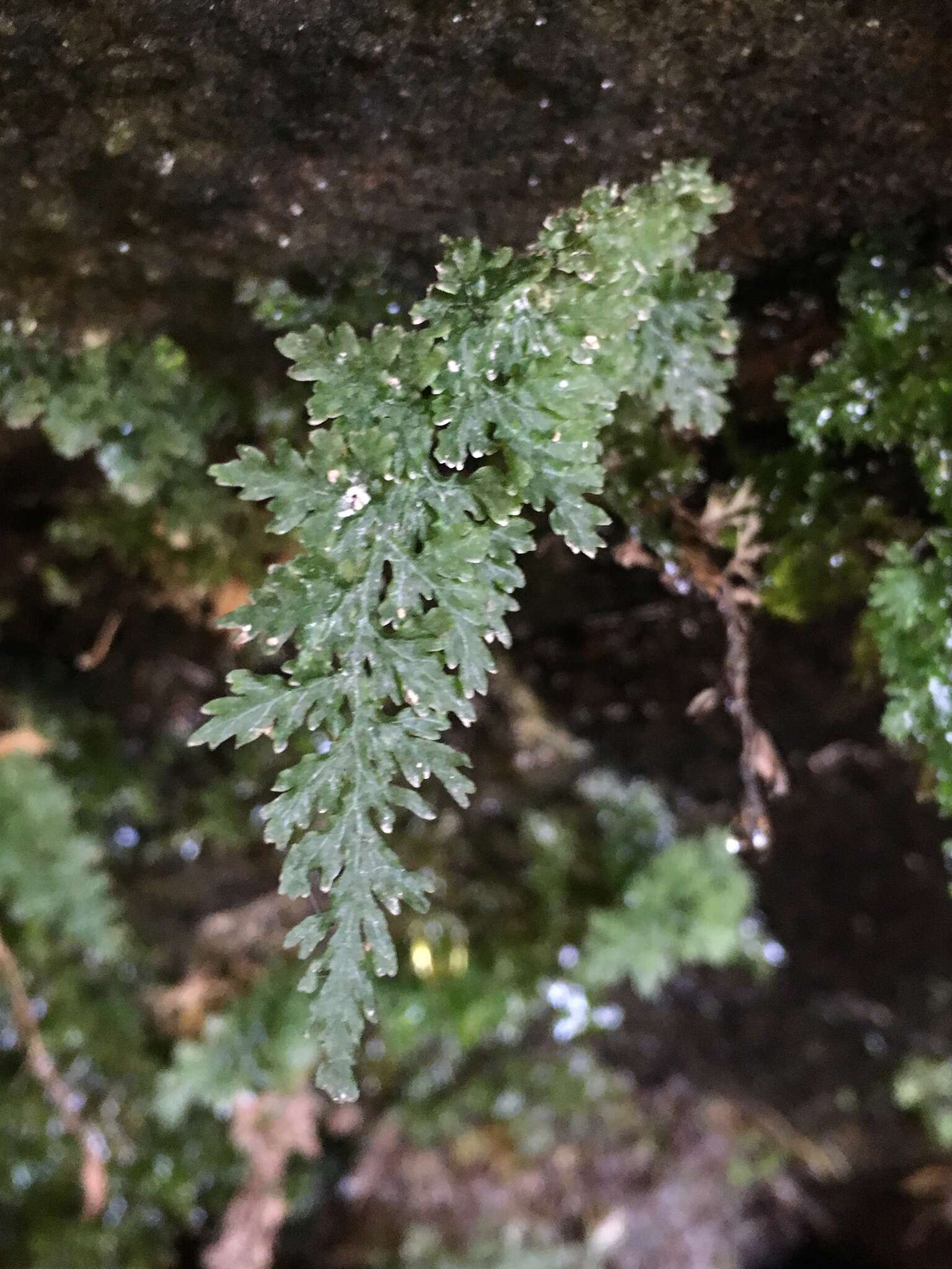 Image of Appalachian Fern