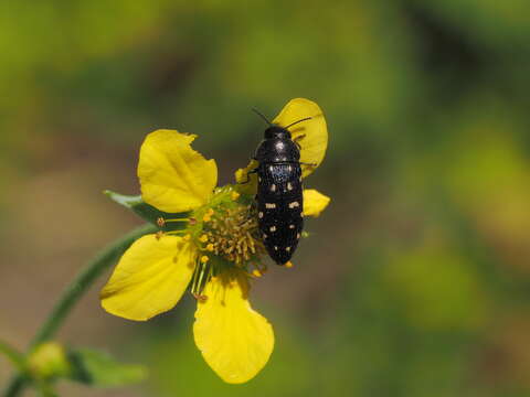 Image of Acmaeodera degener (Scopoli 1763)