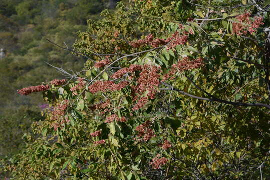 Image of Combretum lanceolatum Pohl ex Eichl.