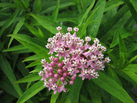 Image of swamp milkweed