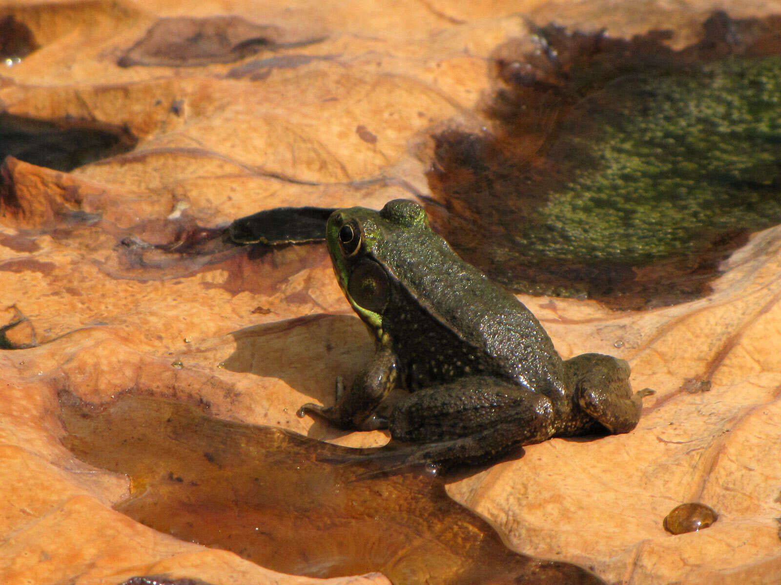 Image de Rana clamitans melanota