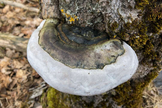 Image de Phellinus populicola Niemelä 1975