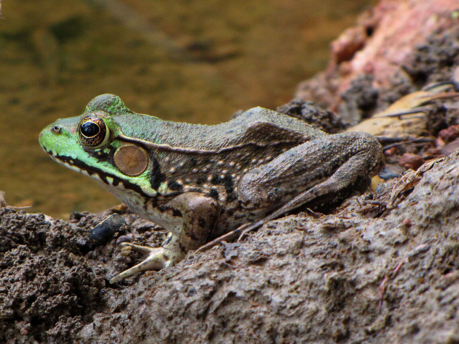 Image de Rana clamitans melanota