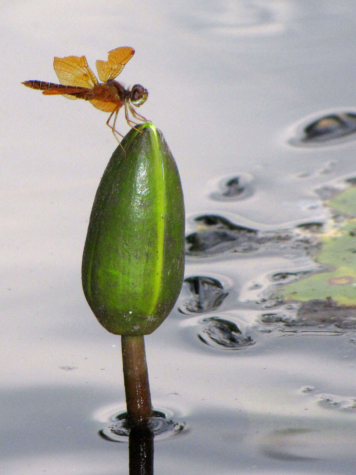 Image of Eastern Amberwing