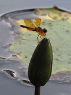 Image of Eastern Amberwing