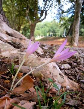 Image of Colchicum longifolium Castagne