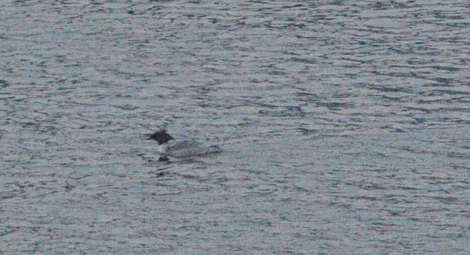 Image of Chinese Merganser